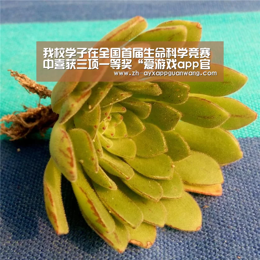 爱游戏app官网